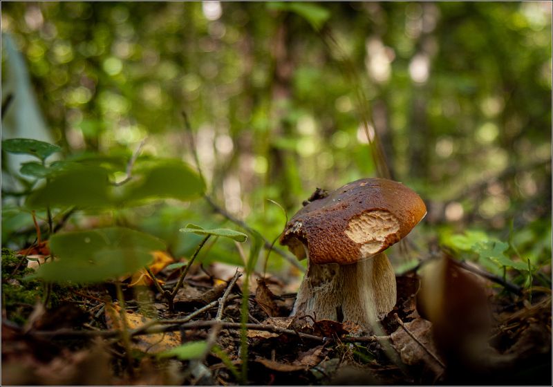 макро,природа Дары природыphoto preview