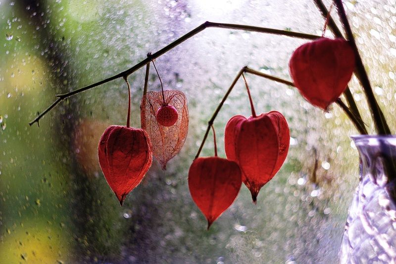 Солнечный физалис.photo preview