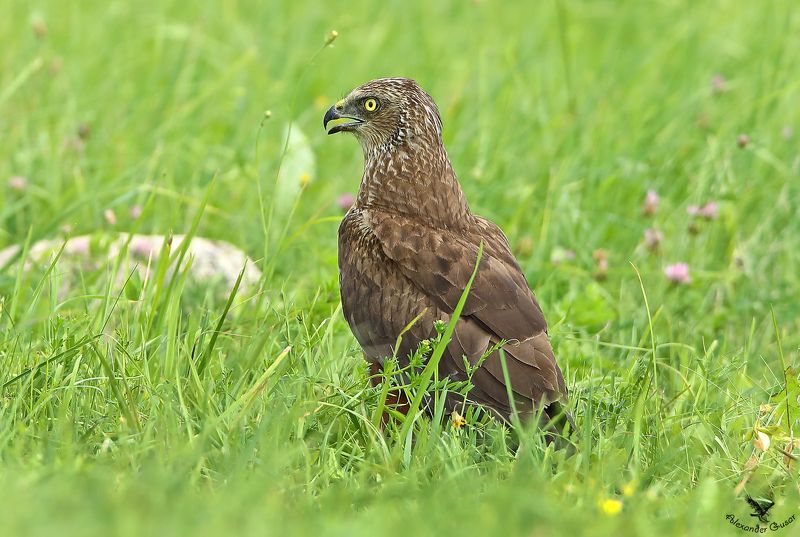 Болотный лунь.photo preview