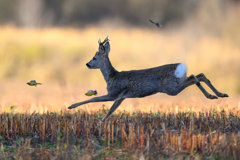 Lidojumaphoto preview