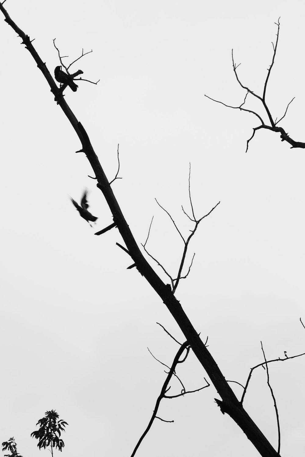 Цветы и птицы.. Автор: Алексей Егоров , Алексей Егоров