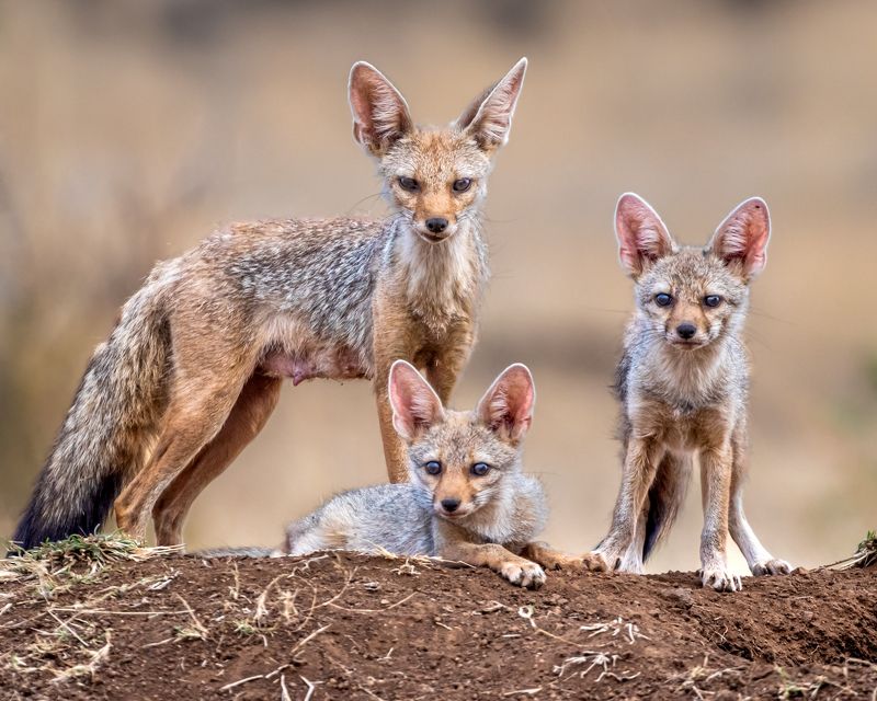 #nature #animals #wildlife Fox Family -Indian fox mother with her two cubs.photo preview