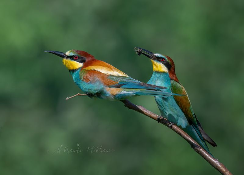 живая_природа_россии , краснодар Летоphoto preview