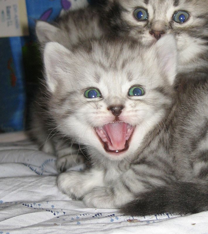 Щенячий восторгphoto preview