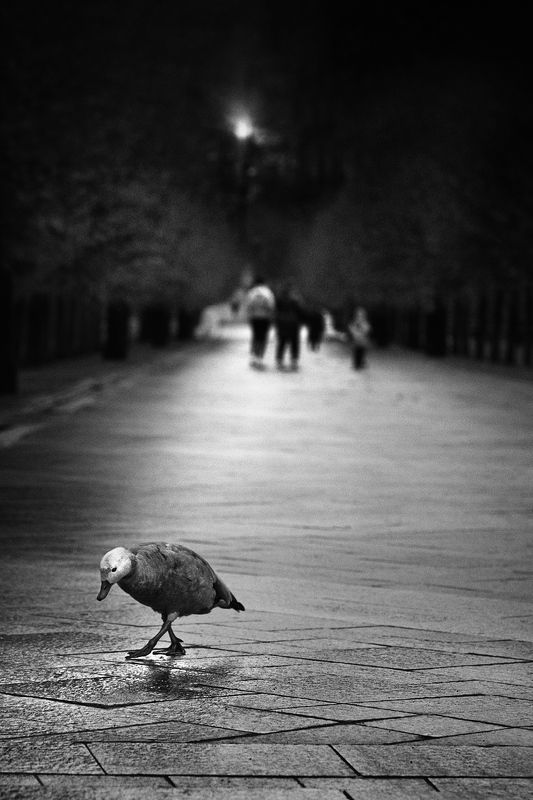 чб фото, птицы в городе В паркеphoto preview