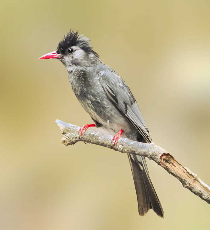 Black Bulbulphoto preview