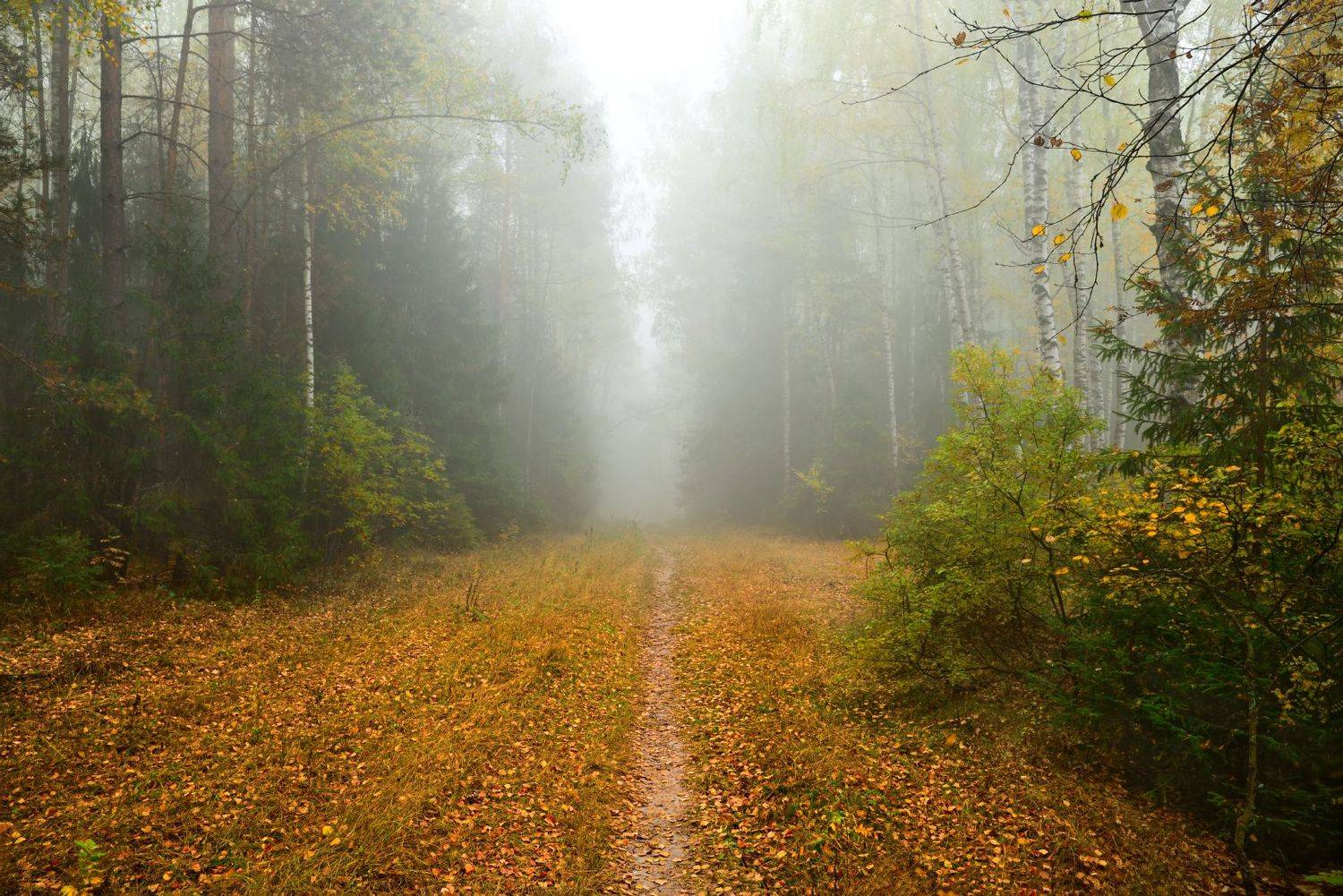 осень,лес,туман,деревья,листья,краски, Виталий Полуэктов