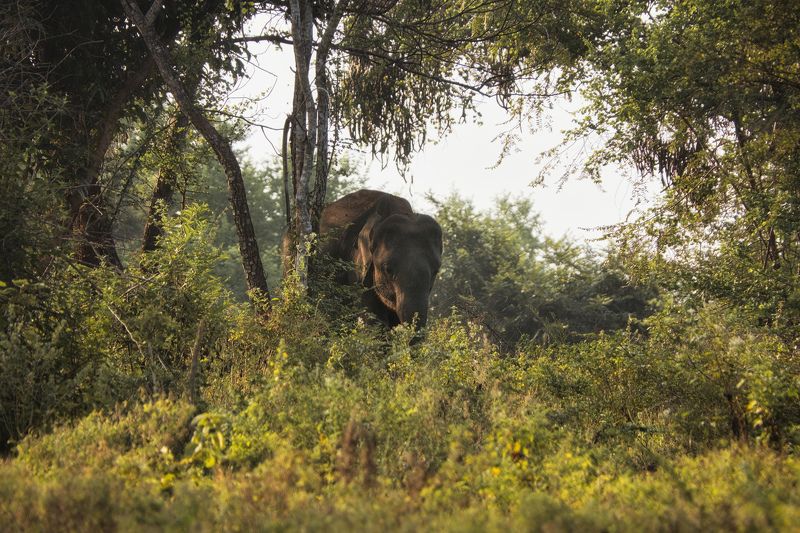 животные, природа, млекопитающие, шри-ланка, udawalawe national park, sri lanka, wildlife, elephants Эффектное появлениеphoto preview
