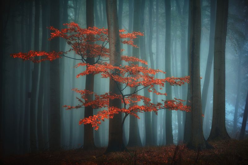 forest,autumn,fog In the forestphoto preview