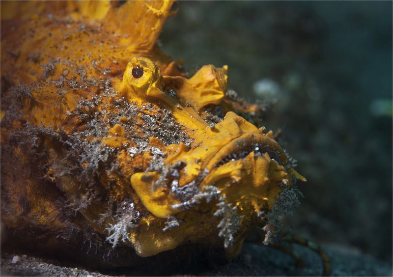 рыба камень, филиппины, дайвинг, негрос, макро на дне фото превью