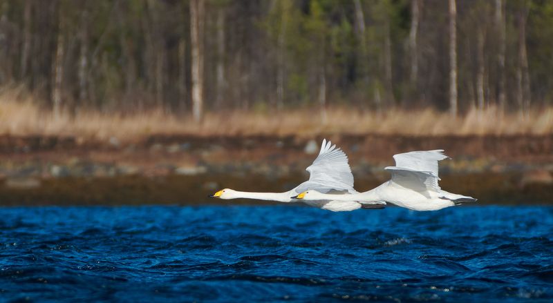 #bird #wildlife #nature #birdphotography Кликуныphoto preview
