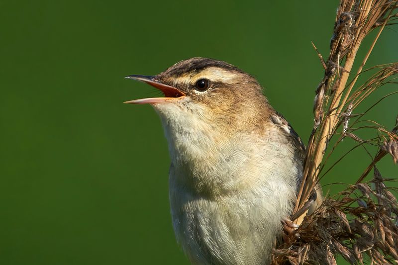 камышевка-барсучок,камышовка-барсучок,sedge warbler,Acrocephalus schoenobaenus, Камышевка-барсучок фото превью
