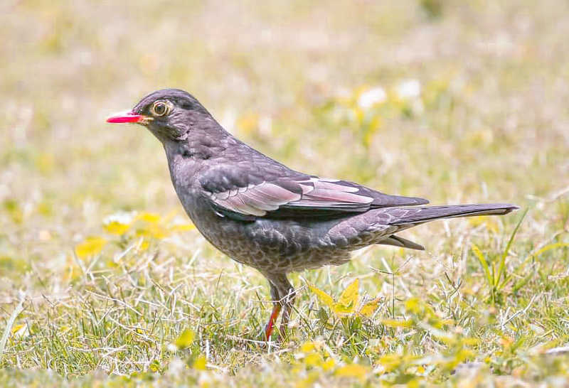 Grey Winged Blackbird - Femalephoto preview