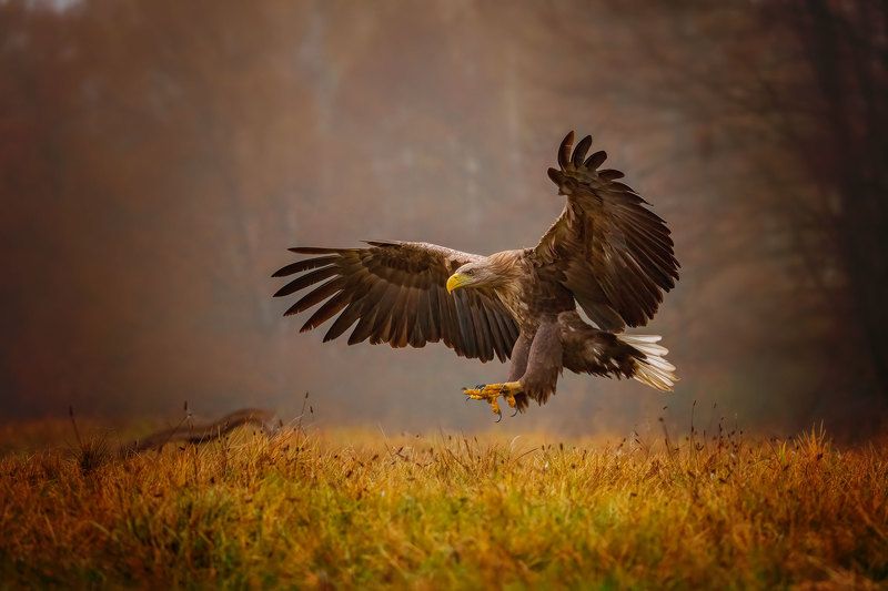 Орлан-белохвост....photo preview