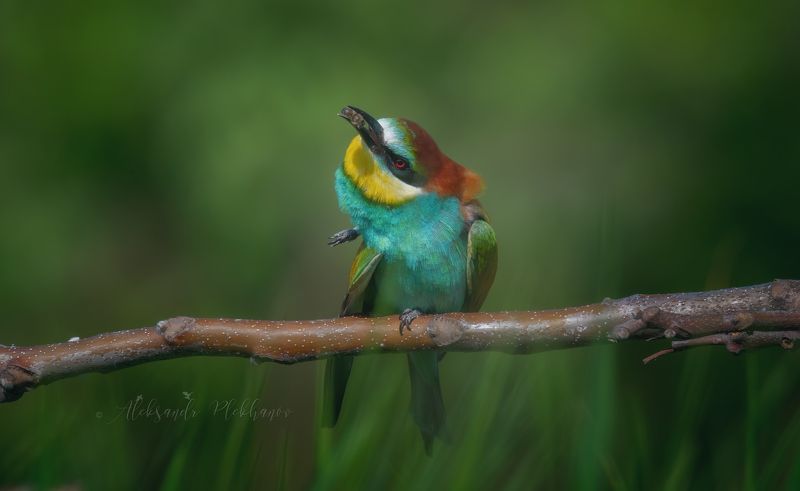 живая_природа_россии , краснодар , wildlife Библиотека там ...photo preview