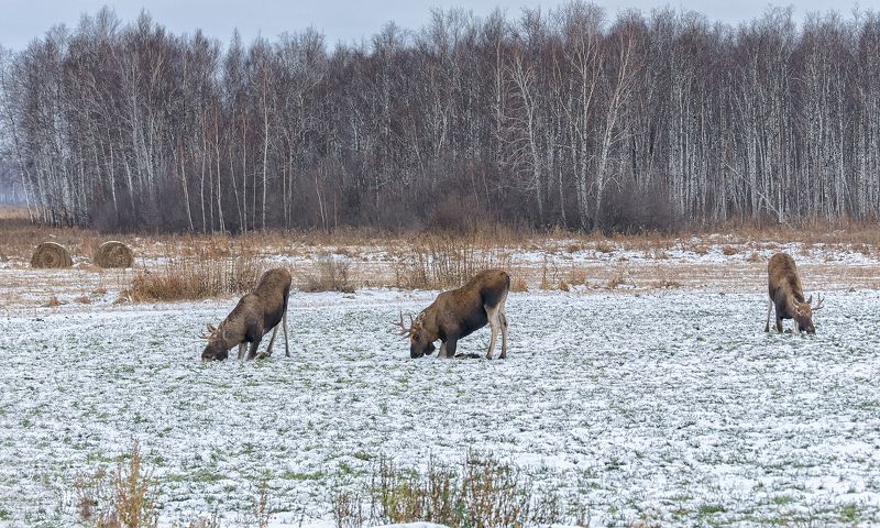 лось, поле, лес, озимые, утро, на озимых..photo preview