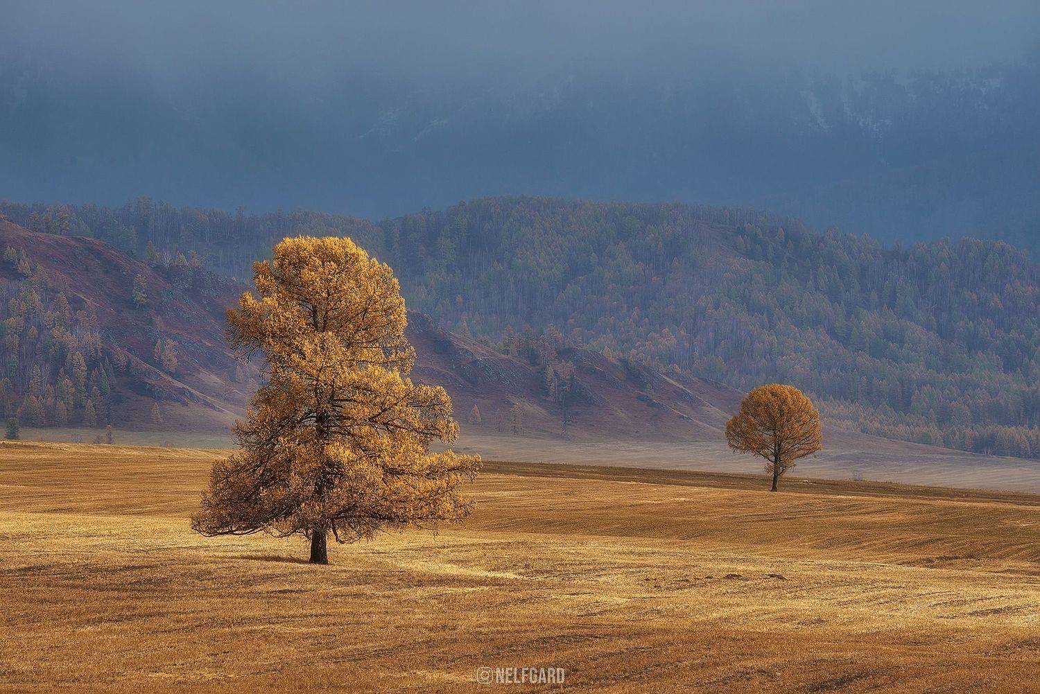 Золотые деревья Алтая. Автор: Чехонин Александр , Чехонин Александр