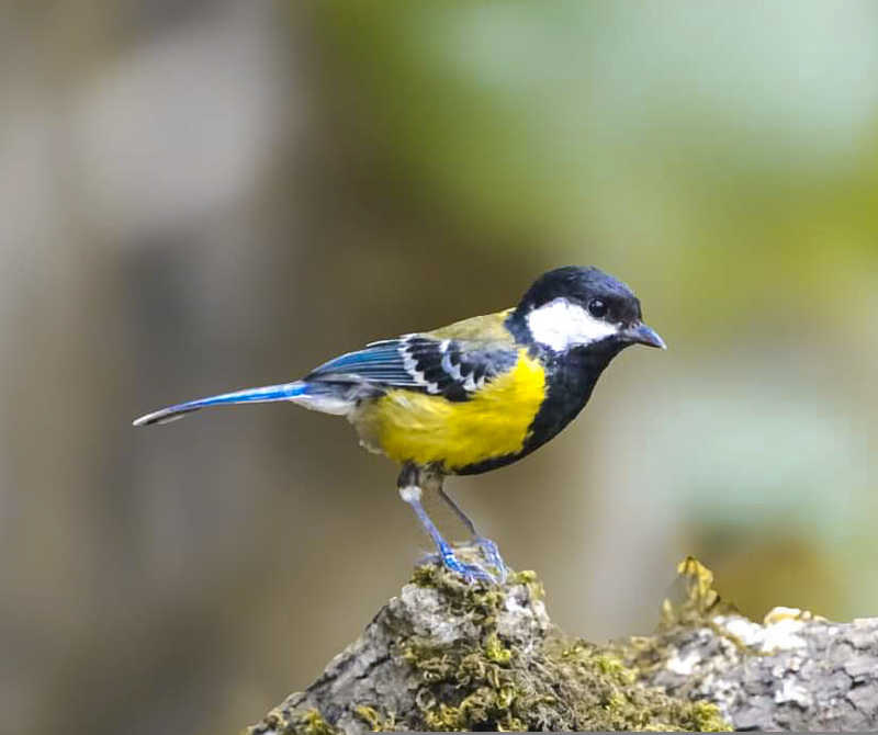 Green backed Titphoto preview