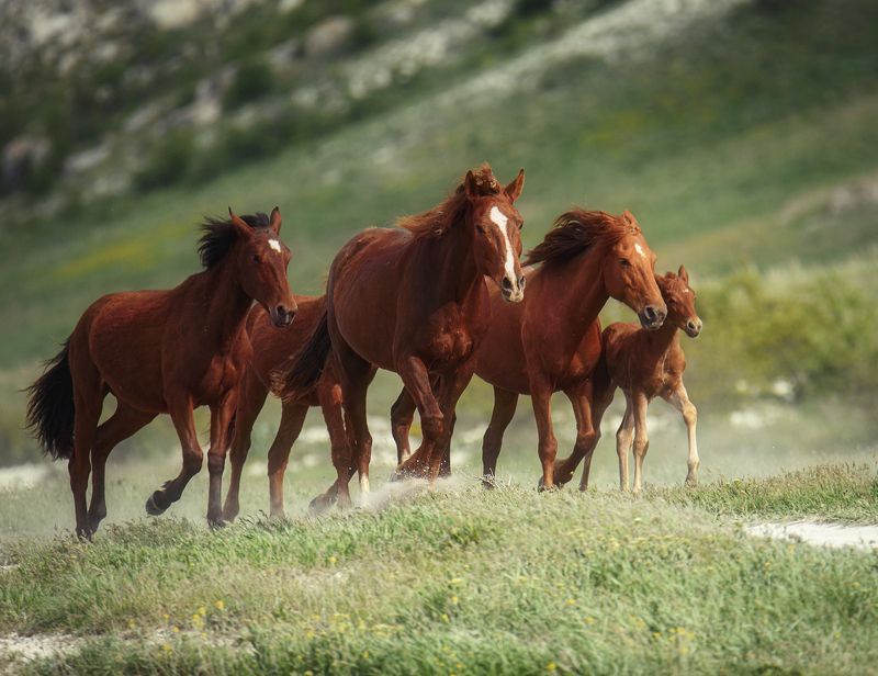 Галопphoto preview