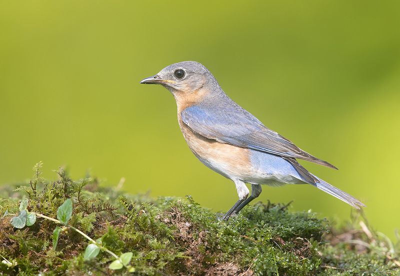 восточная сиалия, eastern bluebird,bluebird Eastern Bluebird female - Восточная сиалия (самка)photo preview