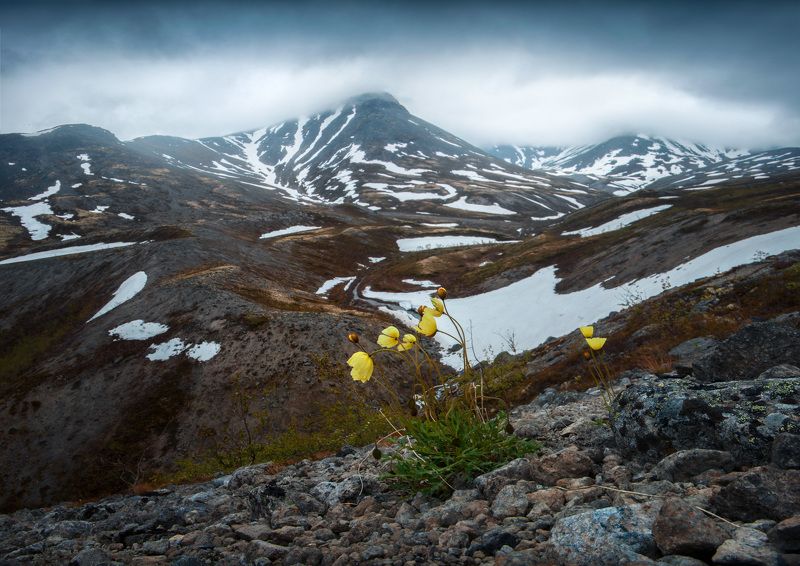 хибины, горы, полярный мак, пейзаж Полярный макphoto preview