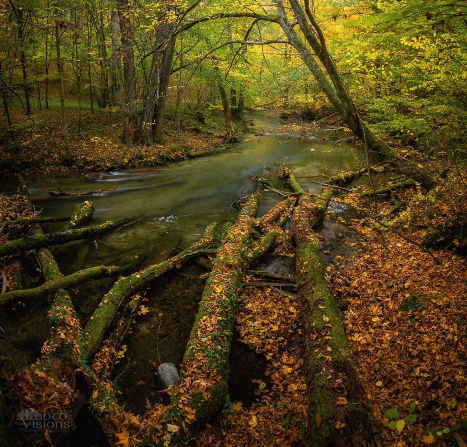 The Magic of The Forest River Shores. Автор: Photo Visions forest,woodland,autumn,autumnal,landscape,river,panoramic,panorama,, Photo Visions