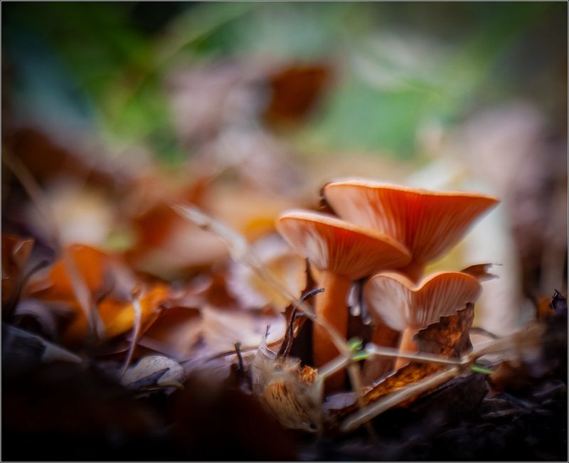 макро,природа,грибы photo preview