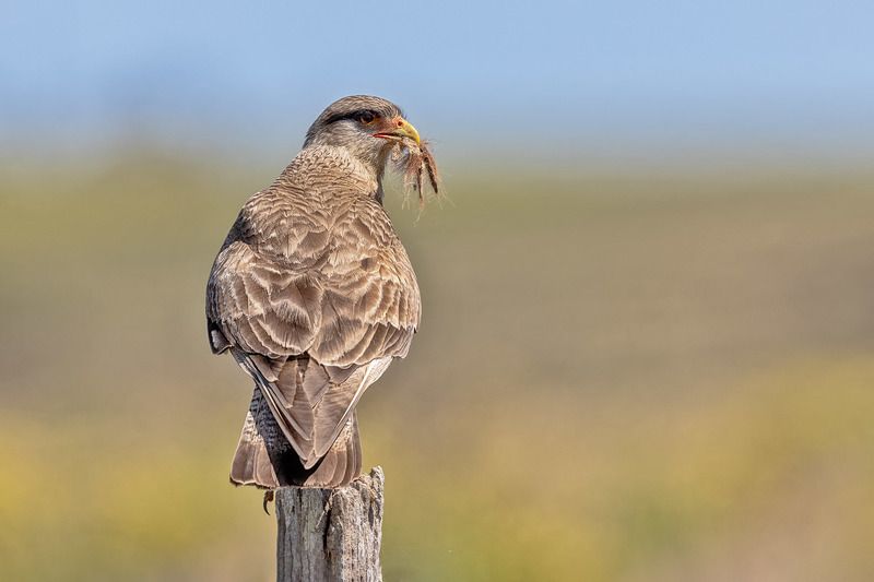 птицы, уругвай ***photo preview