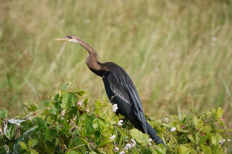 животные, природа, птицы, шри-ланка,wilpattu national park, sri lanka, wildlife, birdwatching, birds, birdwatching Длинношеий рыбакphoto preview