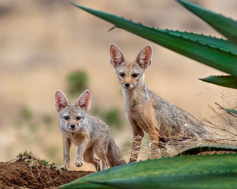 #nature #wildlife #animals Indian fox mother with her cub.photo preview