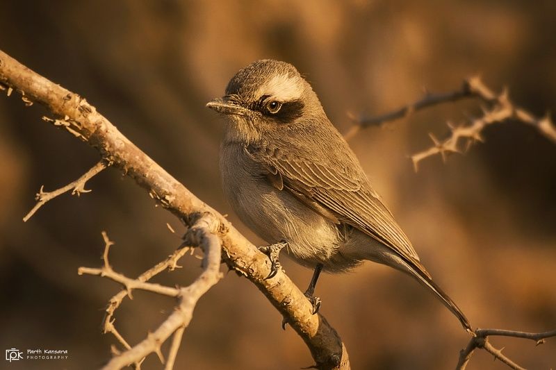 common woodshrike, tephrodornis pondicerianus, grk, greater rann of kutch, nature, 35awards, 35photo, wildlife, birds, birds of india, parth kansara, parth kansara wildlife, indian wildlife, photo, photography, kutch, birds of kutch, nakhatrana, kutch wil Common Woodshrike (Tephrodornis pondicerianus)photo preview
