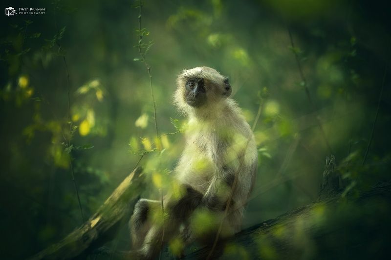 gray langur, semnopithecus entellus, grk, greater rann of kutch, nature, 35awards, 35photo, wildlife, birds, birds of india, parth kansara, parth kansara wildlife, indian wildlife, photo, photography, kutch, birds of kutch, nakhatrana, kutch wildlife, gray langur (Semnopithecus entellus)photo preview