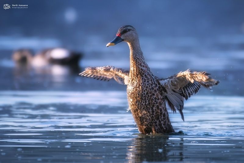 indian spot-billed duck, anas poecilorhyncha, grk, greater rann of kutch, nature, 35awards, 35photo, wildlife, birds, birds of india, parth kansara, parth kansara wildlife, indian wildlife, photo, photography, kutch, birds of kutch, nakhatrana, kutch wild Indian Spot-billed Duck (Anas poecilorhyncha)photo preview