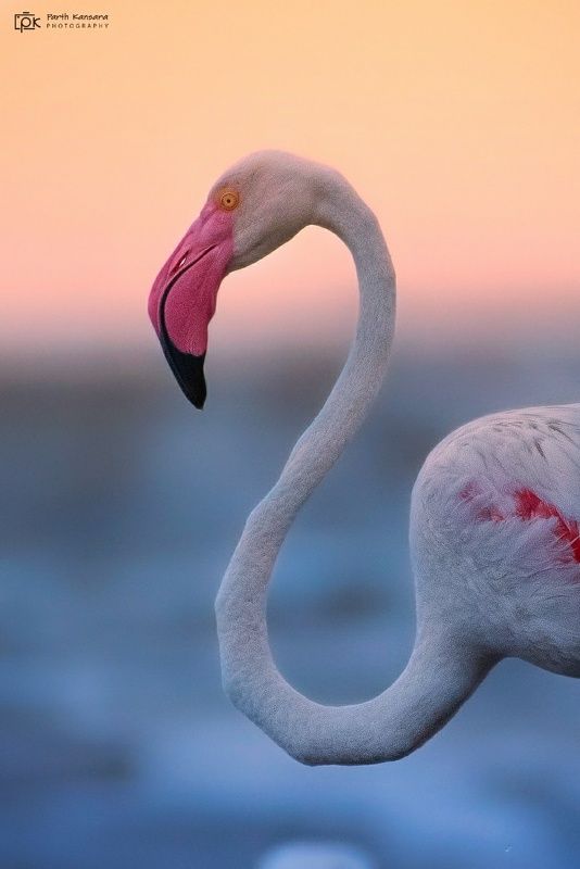 greater flamingo, grk, greater rann of kutch, nature, 35awards, 35photo, wildlife, birds, birds of india, parth kansara, parth kansara wildlife, indian wildlife, photo, photography, kutch, birds of kutch, nakhatrana, kutch wildlife, Greater Flamingo (Phoenicopterus roseus)photo preview