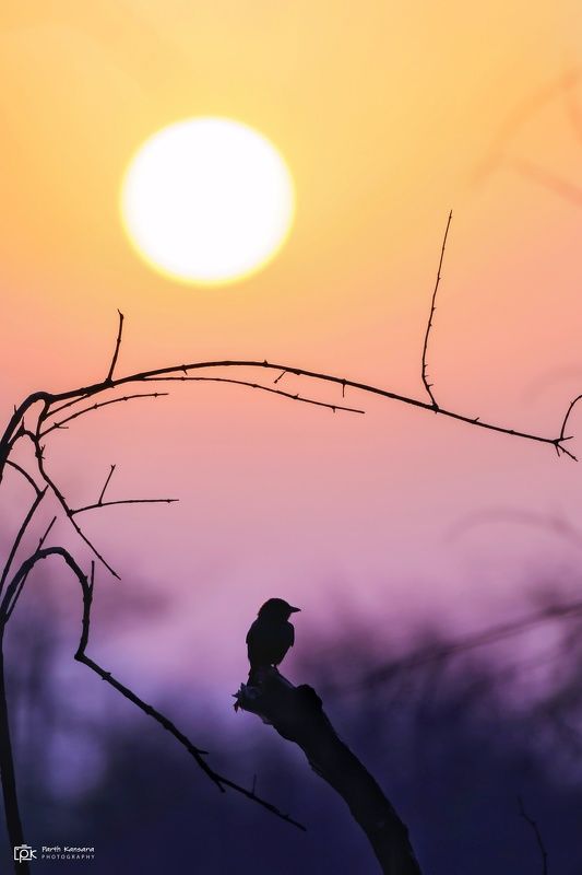black drongo dicrurus, macrocercus, grk, greater rann of kutch, nature, 35awards, 35photo, wildlife, birds, birds of india, parth kansara, parth kansara wildlife, indian wildlife, photo, photography, kutch, birds of kutch, nakhatrana, kutch wildlife, Black Drongo (Dicrurus macrocercu)photo preview