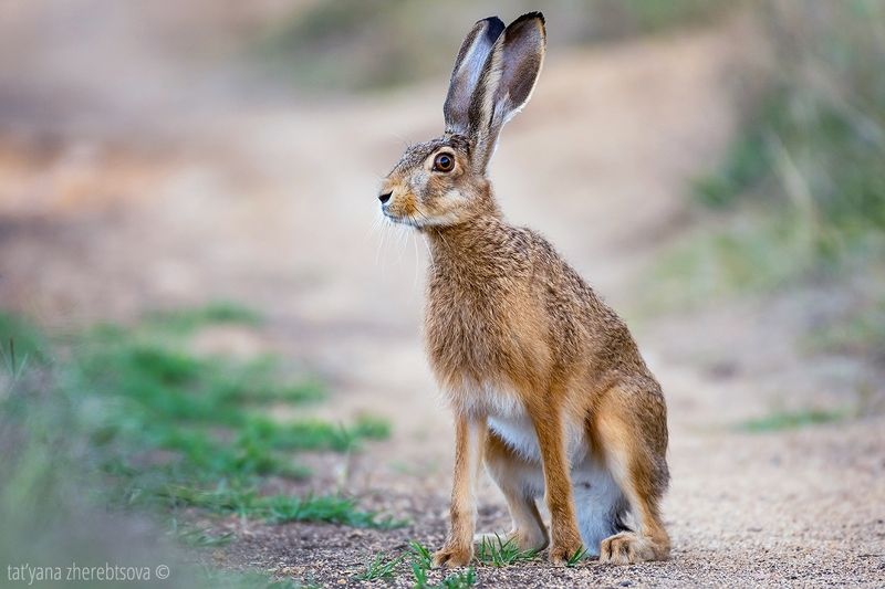 Заяцphoto preview