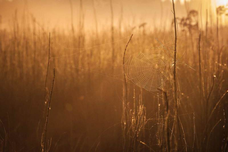 Красота в деталяхphoto preview