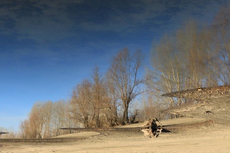 деревья,осень,отражение,река,обь Отражение осениphoto preview