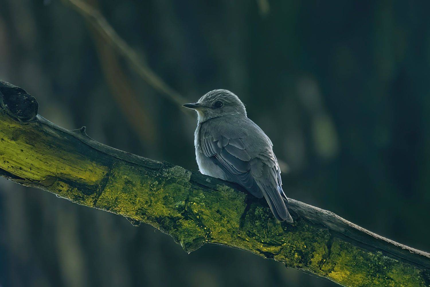 серая мухоловка,spotted flycather,Muscicapa striata,, Андрей Гуливанов