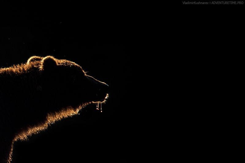 Еще один симпатичный медведьphoto preview