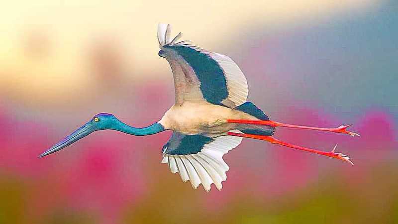 Black Necked Storkphoto preview