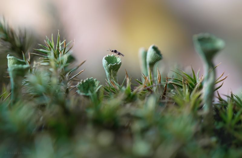 кладония, макро, macro На другой планетеphoto preview