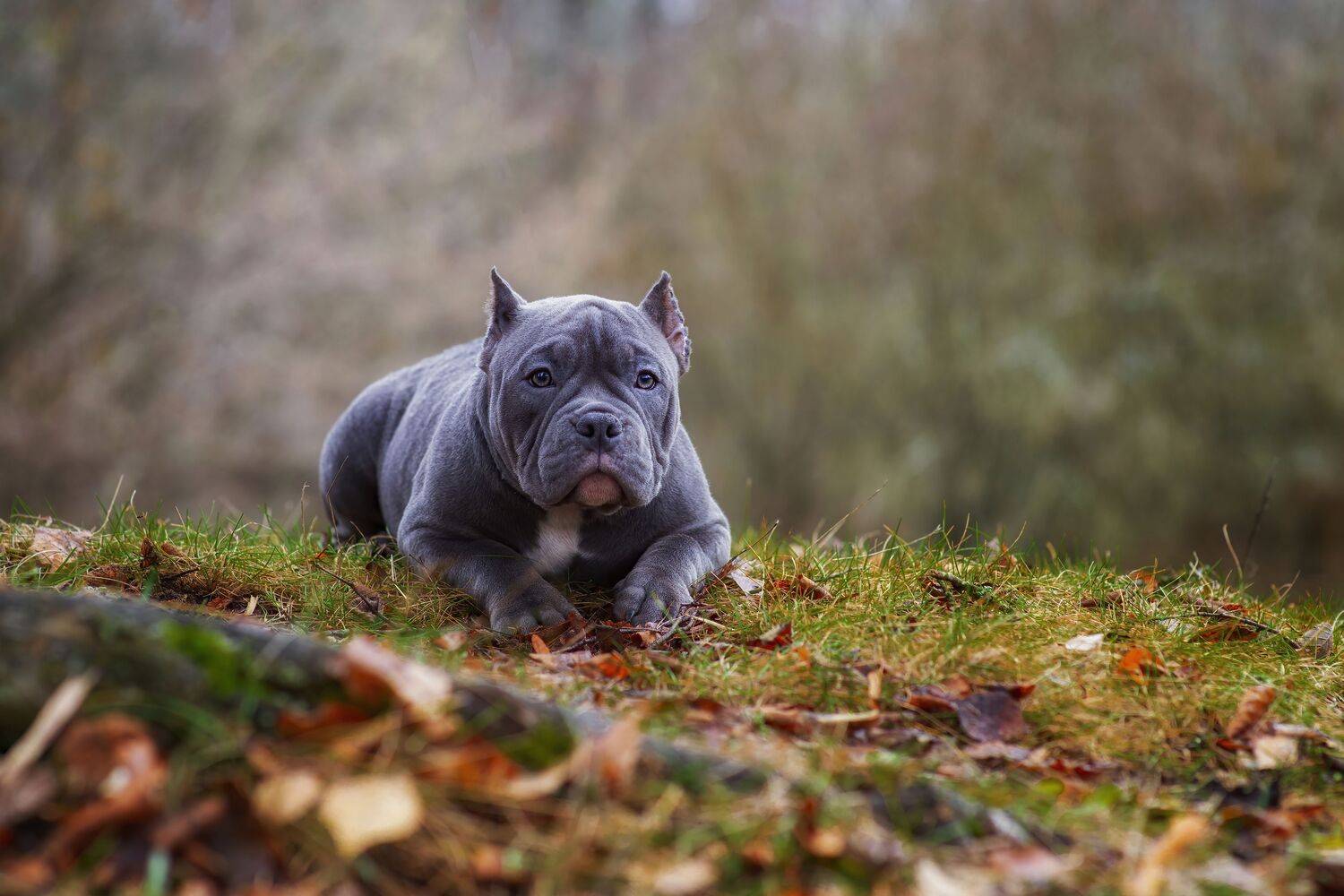 Кутёнок.. Автор: Кулаков Юрий , Кулаков Юрий