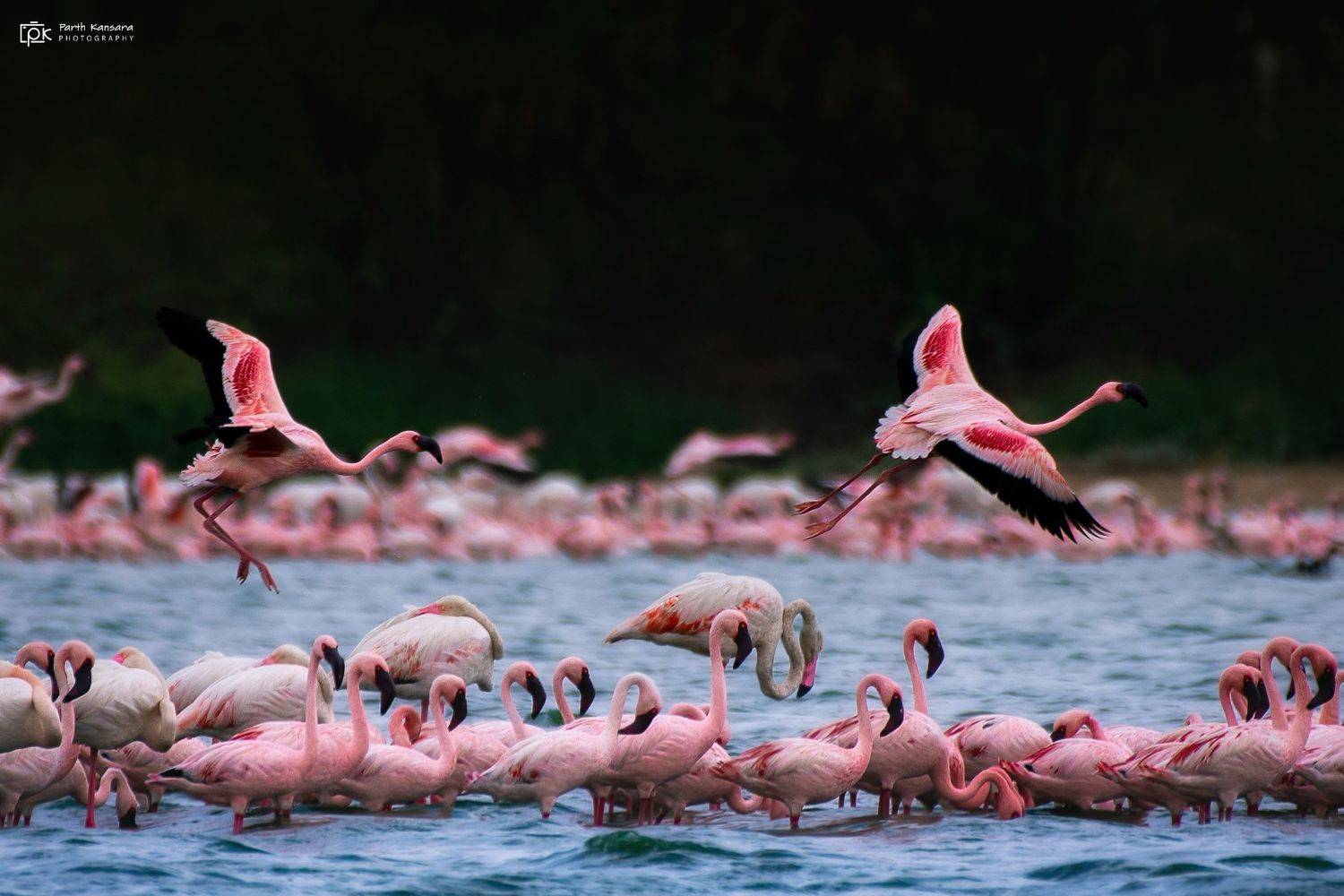 Lesser Flamingo (Phoeniconaias minor). Автор: parth kansara lesser flamingo, phoeniconaias minor, grk, greater rann of kutch, nature, 35awards, 35photo, wildlife, birds, birds of india, parth kansara, parth kansara wildlife, indian wildlife, photo, photography, kutch, birds of kutch, nakhatrana, kutch wildlife,, parth kansara