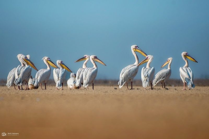 great white pelican, pelecanus onocrotalus, grk, greater rann of kutch, nature, 35awards, 35photo, wildlife, birds, birds of india, parth kansara, parth kansara wildlife, indian wildlife, photo, photography, kutch, birds of kutch, nakhatrana, kutch wildli Great White Pelican (Pelecanus onocrotalus)photo preview