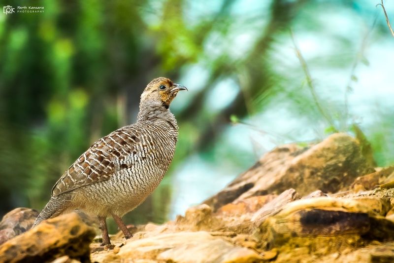 gray francolin, ortygornis pondicerianus, grk, greater rann of kutch, nature, 35awards, 35photo, wildlife, birds, birds of india, parth kansara, parth kansara wildlife, indian wildlife, photo, photography, kutch, birds of kutch, nakhatrana, kutch wildlife Gray Francolin (Ortygornis pondicerianus)photo preview