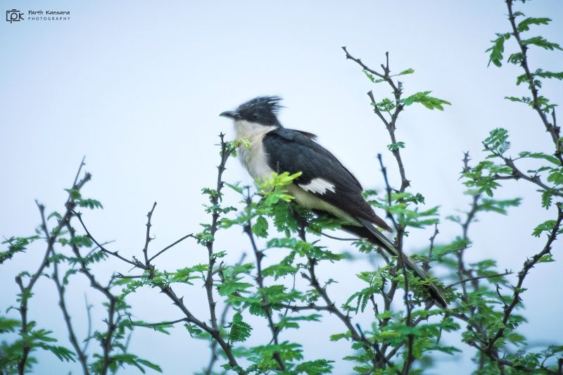 jacobin cuckoo, clamator jacobinus, grk, greater rann of kutch, nature, 35awards, 35photo, wildlife, birds, birds of india, parth kansara, parth kansara wildlife, indian wildlife, photo, photography, kutch, birds of kutch, nakhatrana, kutch wildlife, Jacobin Cuckoo (Clamator jacobinus)photo preview