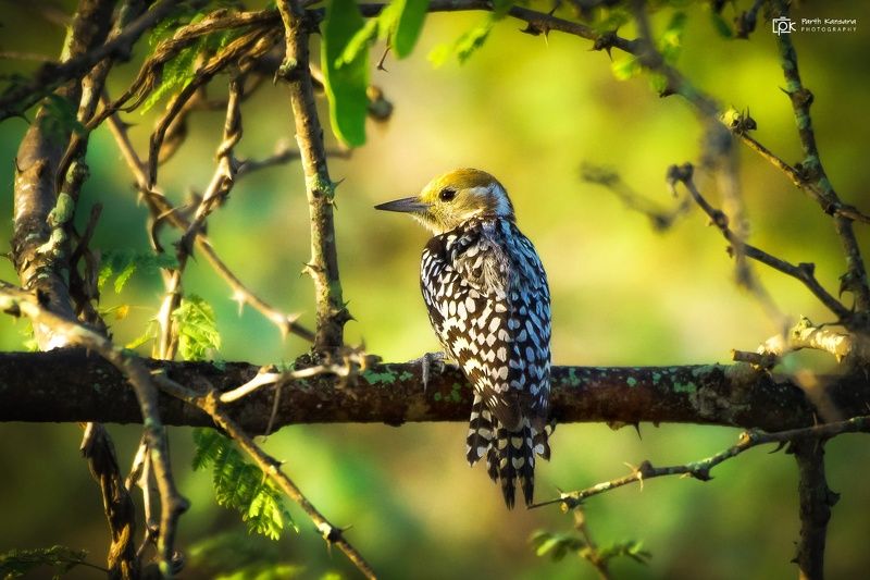 yellow crowned woodpecker, leiopicus mahrattensis,grk, greater rann of kutch, nature, 35awards, 35photo, wildlife, birds, birds of india, parth kansara, parth kansara wildlife, indian wildlife, photo, photography, kutch, birds of kutch, nakhatrana, kutch  Yellow-crowned Woodpecker (Leiopicus mahrattensis)photo preview
