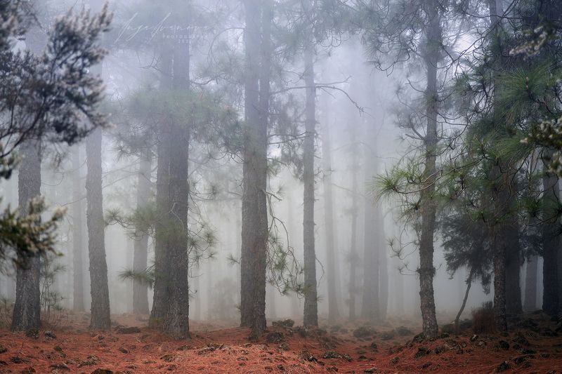 Природа Тенерифеphoto preview