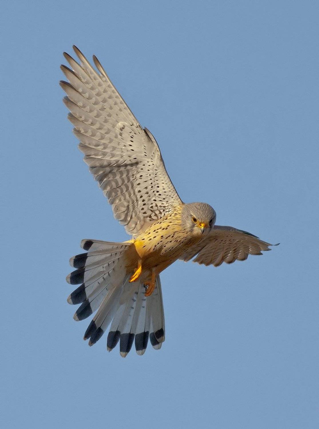 Автор: Стефан Дянков , Стефан Дянков